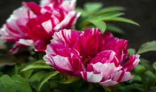 牡丹叶子蔫了怎么办 牡丹叶子蔫了的解决方法