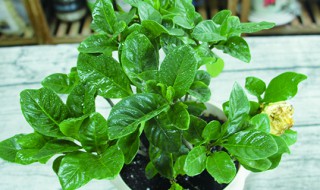 知子花叶子黄怎么办 栀子花叶子发黄干枯掉叶子怎么办