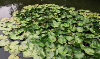 睡莲的叶子发黑怎么办 睡莲的叶子发黑如何处理