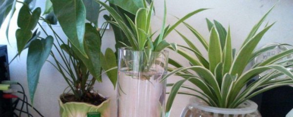 水培方法和注意事项