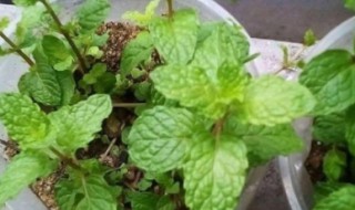 薄荷的简介 如何养薄荷 薄荷的简介