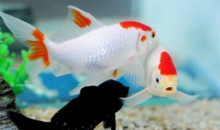 如何饲养金鱼和鱼的介绍 饲养金鱼的方法