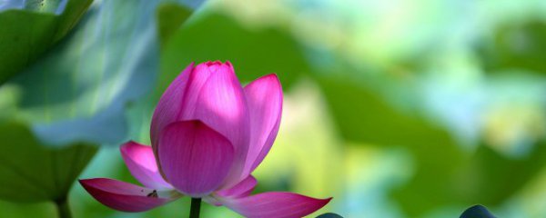 荷花能寓意什么