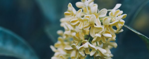 桂花的叶子发黄怎么办