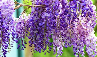 紫藤花的特征 紫藤花的特征是什么