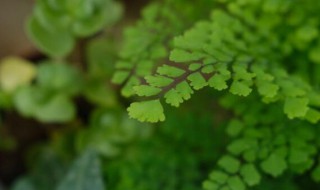 蕨类植物及其繁殖方法是什么