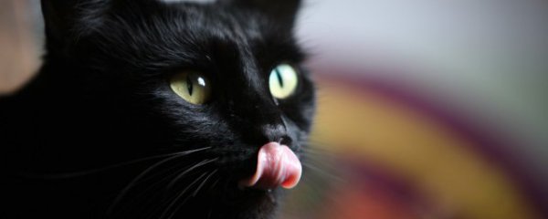 黑猫的寓意