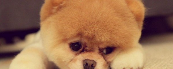 狗狗绝育的好处与坏处
