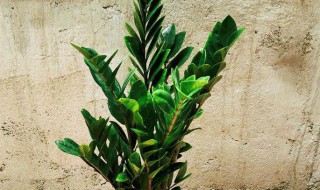 金钱树开花有什么寓意 金钱树的寓意 金钱树寓意是什么