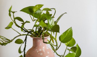 家里放什么植物最招财 家里放哪些植物最招财