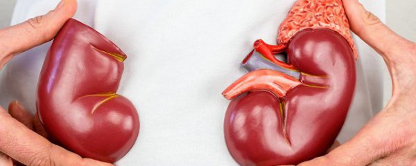 腰子是哪个部位