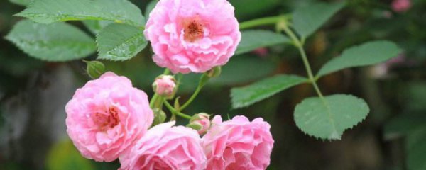 蔷薇花的简介