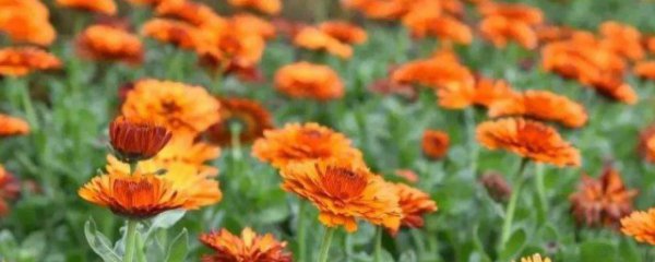 养出漂亮金盏菊花的方法