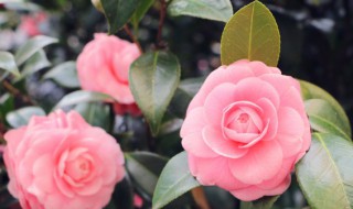 办公室里风水植物的花不应该乱放 办公室风水之植物鲜花勿乱摆