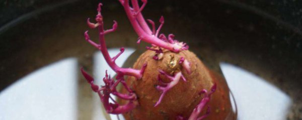 红薯发芽了怎么种土里