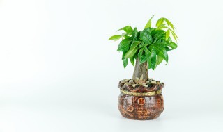 客厅养点什么植株 合适客厅养的植物有哪些