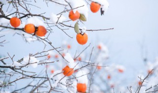 冬至温暖你心灵的唯美情感句子大全 冬至温暖心灵的唯美情感句子