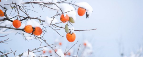 冬至节给领导的祝福语