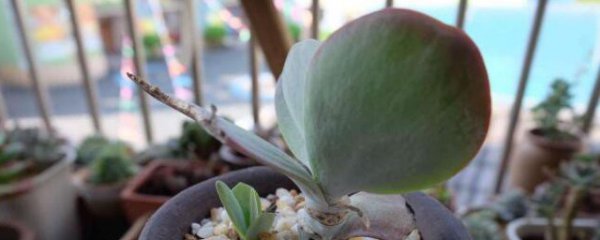 唐印怎么叶插繁殖成活率高