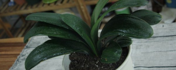 君子兰养护管理的具体方法有哪些