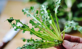 苣荬菜什么人不能吃 苣荬菜怎么吃 苣荬菜的吃法