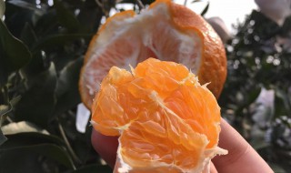 耙耙柑能放多久 保留耙耙柑的时间