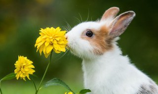 波兰兔的生活环境 波兰兔生活环境是什么
