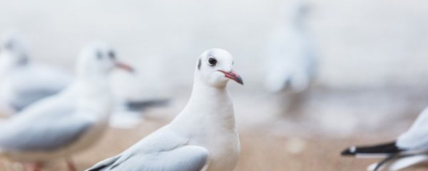 鸽子公母怎么区分