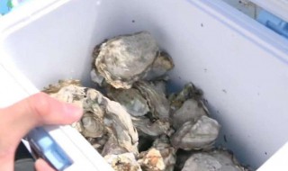泡沫箱生蚝是冷冻还是冷藏 泡沫箱生蚝如何保留