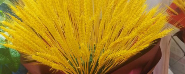 什么干花招财哪些干花寓意好