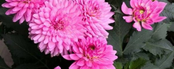 地瓜花怎么过冬