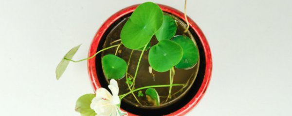 碗莲怎么种植