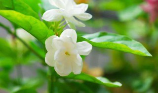 茉莉花怎么养养殖方法和注意事项有哪些 关于茉莉花的养护和禁忌