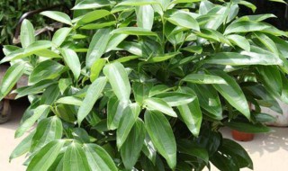 平安树怎么浇水平安树怎么种 平安树怎么种植怎么浇水