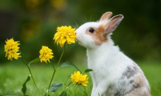 春天动物的活动 春天有什么动物 春天有哪些动物