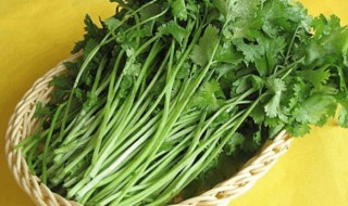 香菜冬天怎么保留新鲜 香菜冬天保留新鲜的方法