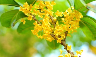 新鲜桂花怎么保留可以放很长时间 关于新鲜桂花怎么保留可以放很长时间