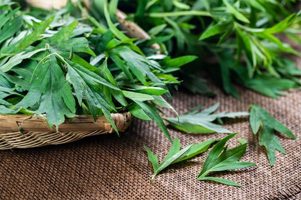 艾草能祛痘吗