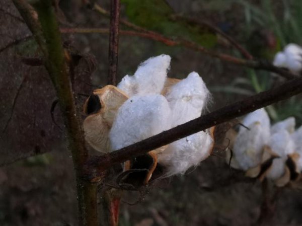 唐朝没有棉花怎么御寒