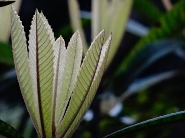 枇杷叶是用老叶还是嫩叶煮水