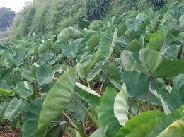 芋头花怎么做才不会麻嘴 制作芋头花不麻嘴的方法