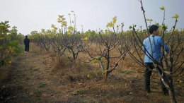 无花果的白汁有什么用 无花果里面的汁有什么作用