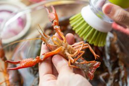小龙虾抽虾线方法 小龙虾怎么抽出虾线