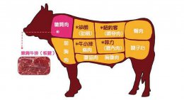 牛筋是牛的什么部位 牛筋是牛的哪个部位
