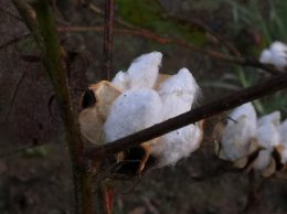 唐朝没有棉花怎么御寒 唐朝时没有棉花如何御寒