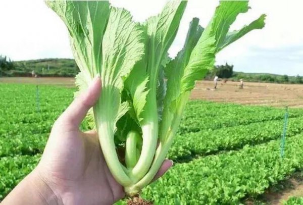 雪里蕻和芥菜是一个菜吗
