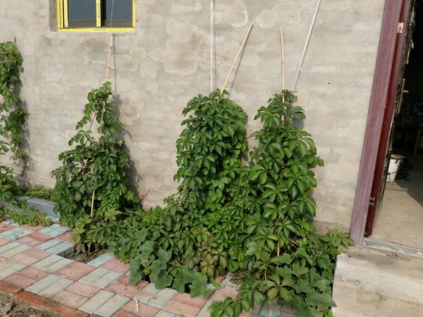 爬山虎是分为哪三步往上爬的