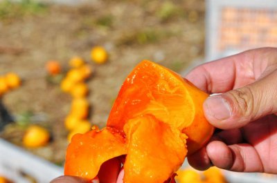 柿子能放冰箱吗 柿子能不能放冰箱