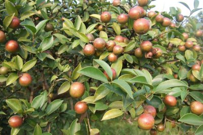 油茶是哪里的特产 油茶是哪儿的土特产