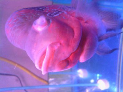 鱼的眼睛能看到东西吗 鱼的眼睛可不可以看到东西？